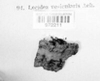 Lecidea vesicularis image